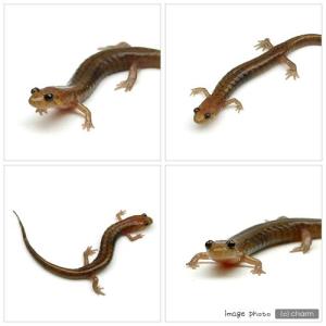 (両生類)ダスキーサラマンダー WC個体(1匹...の詳細画像1