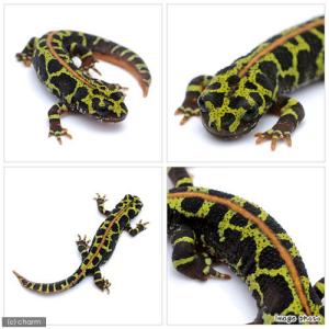 (両生類)マダライモリ Sサイズ(1匹) 北海...の詳細画像1