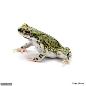 カエル テヅカミネコメガエル Phyllomedusa hypochondrialis | ブルー