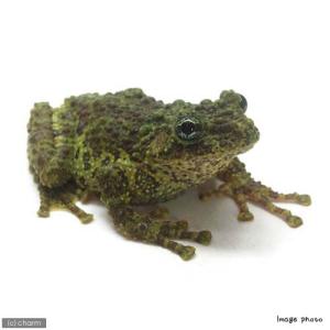 (両生類)ベトナムコケガエル WC個体 Mサイズ...の商品画像