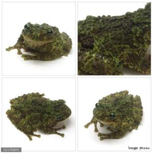 (両生類)ベトナムコケガエル WC個体 Mサイ...の詳細画像1