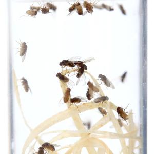 (生餌)死着保証なし トリニドショウジョウバエ...の詳細画像1