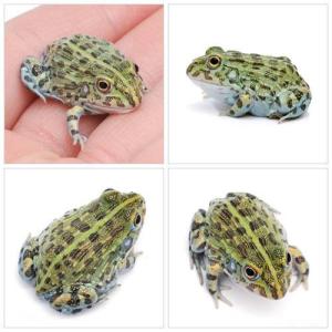 (両生類)アフリカウシガエル ベビーサイズ(1...の詳細画像1