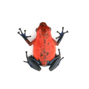 (両生類)イチゴヤドクガエル ブルージーン“b...の詳細画像1