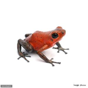 (両生類)イチゴヤドクガエル ブルージーン“b...の詳細画像2