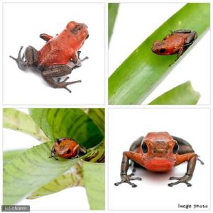 (両生類)イチゴヤドクガエル ブルージーン“b...の詳細画像3