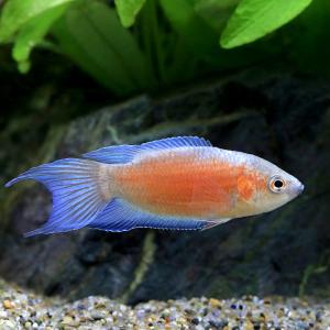 (入荷未定)(熱帯魚)ブルーフィンレッドフレー...の詳細画像1