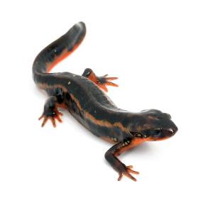 (両生類)オキナワシリケンイモリ WC個体(1匹)の商品画像
