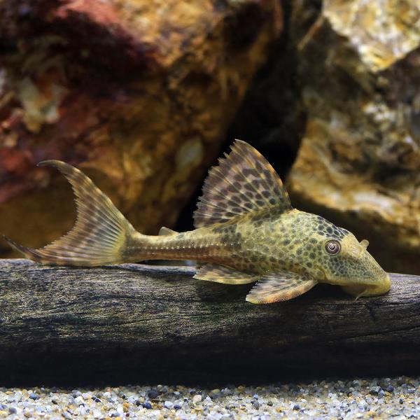 （熱帯魚）コクリオドンｓｐ．コロンビア（ワイルド）（１匹）　北海道航空便要保温