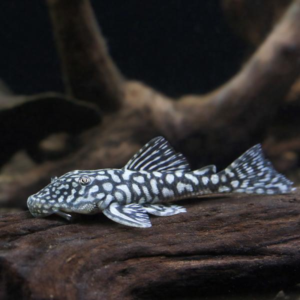 （熱帯魚）ロイヤルスポットスパングル・プレコ（ワイルド）（１匹）　北海道・九州航空便要保温