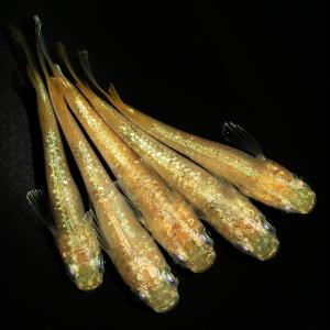 （めだか）黄金緑光キッシングワイドフィン（３匹）｜chanet