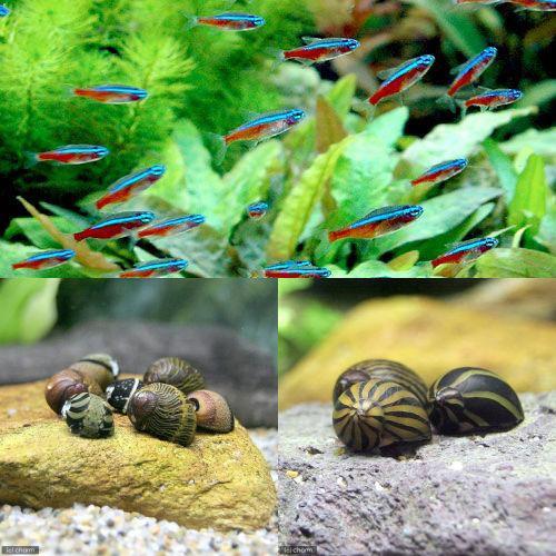 （熱帯魚）カージナルテトラ（１０匹）＋（Ｂ品）おまかせカノコ貝（４匹）　北海道・九州航空便要保温