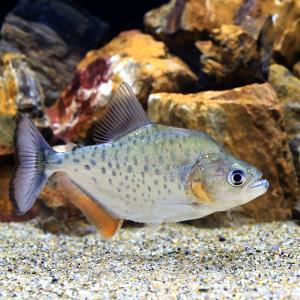熱帯魚）レッドフィントーピードパイク・カラシン パラ（1匹） 北海道