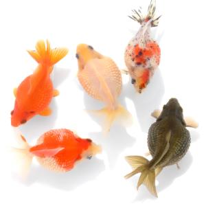 (国産金魚)ピンポンパール 10〜13cm 薩...の詳細画像1