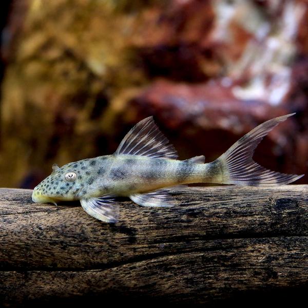 （熱帯魚）ペルースポットフォークテール・タイガープレコ（ワイルド）（１匹）　北海道・九州航空便要保温