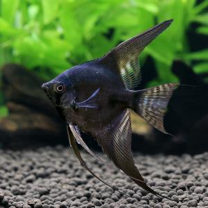 (熱帯魚)ブラックサタンエンゼルフィッシュ(国...の詳細画像1