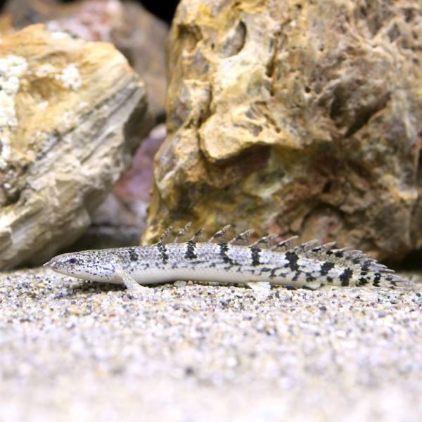 （熱帯魚）ポリプテルス・デルヘジィ　ＭＬサイズ（約１５〜２０ｃｍ）（ブリード）（１匹）　北海道・九州...