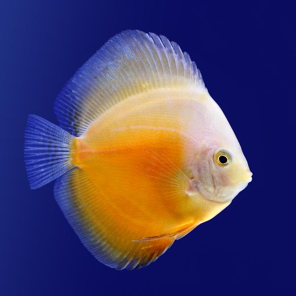 （熱帯魚）ホワイトゴールド・ディスカス（Ｓサイズ）（１匹）　北海道・九州航空便要保温