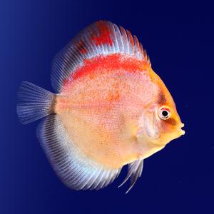 熱帯魚）アルビノサンメラー・ディスカス（Mサイズ）（1匹） 北海道 