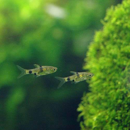 （熱帯魚）プンティウス・ゲリウス（ワイルド）（３匹）　北海道・九州航空便要保温