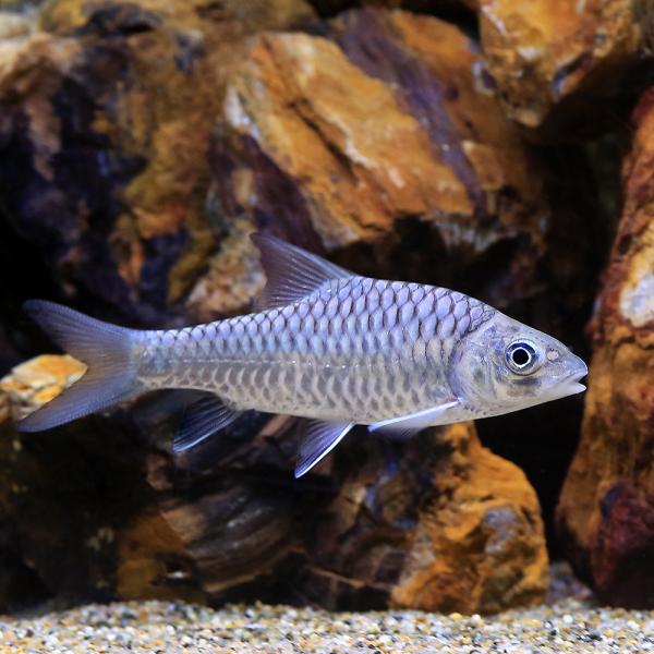 （熱帯魚）トール・ソロイデス（１匹）　北海道・九州航空便要保温