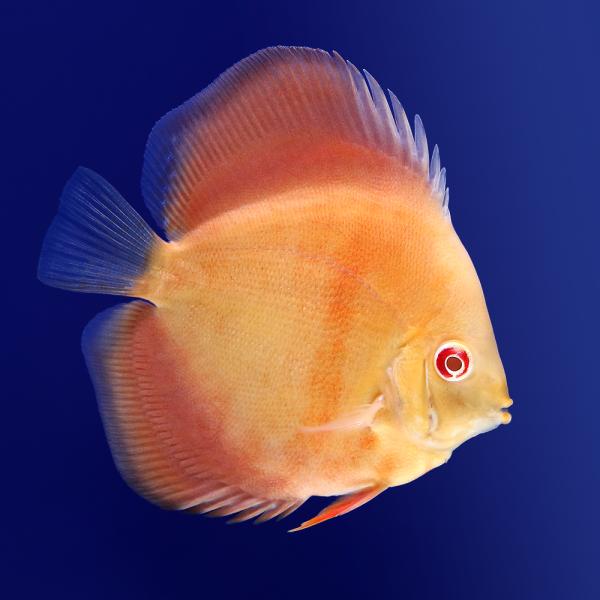 （熱帯魚）アルビノサンメラー・ディスカス（Ｍサイズ）（１匹）　北海道・九州航空便要保温