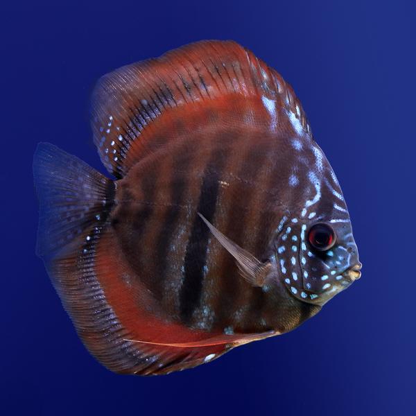 （熱帯魚）イサヘッケル・ディスカス（Ｍサイズ）（１匹）　北海道・九州航空便要保温