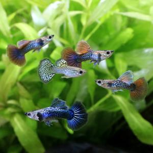 (熱帯魚)ドラゴン グッピー ミックス(外国産...の詳細画像1