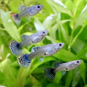 (熱帯魚)ドラゴン グッピー ミックス(外国産...の詳細画像3
