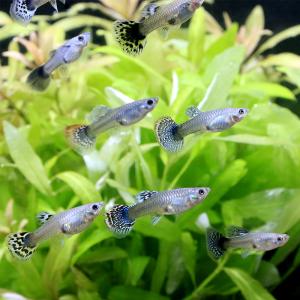 (熱帯魚)ドラゴン グッピー ミックス(外国産...の詳細画像4