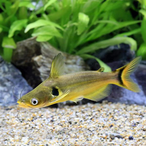 （熱帯魚）インドゴールデン　ミスタス（ブリード）（１匹）　北海道・九州航空便要保温