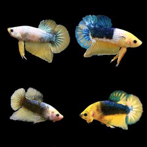 値下げ　ベタ　ブラックデビルギャラクシー（熱帯魚） 熱帯魚）ベタ・ハーフムーンプラカット ブラックデビル オス（1匹