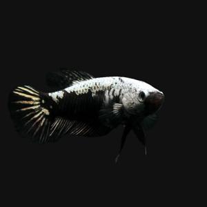 熱帯魚）ベタ・ハーフムーンプラカット ブラックデビル オス（1匹