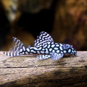 (熱帯魚)一点物 スターダスト・クラウンプレコ ...の商品画像