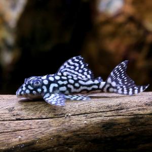 (熱帯魚)一点物 スターダスト・クラウンプレコ...の詳細画像1