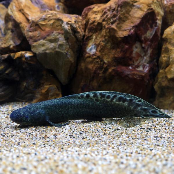 （熱帯魚）一点物　ネオケラトドゥス・フォルステリ（証明書付き）（１匹）　北海道・九州航空便要保温