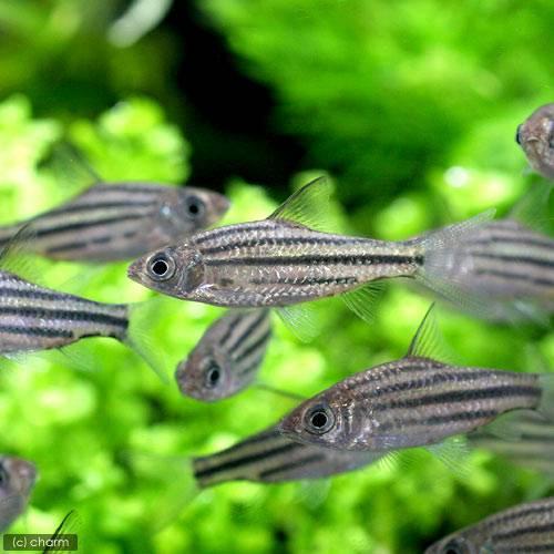 （熱帯魚）ラインドバルブ（３匹）　北海道・九州航空便要保温