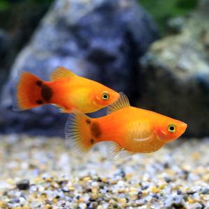 (熱帯魚)サンセットミッキーマウスプラティ(4...の詳細画像1