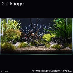 チャーム（charm） （水草）おまかせ水上葉 レイアウトセット 60cm