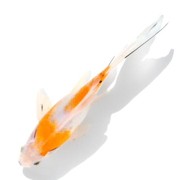 （国産金魚）一点物　黄桜和金　荻野養魚場産　２０ｃｍ±（１匹）
