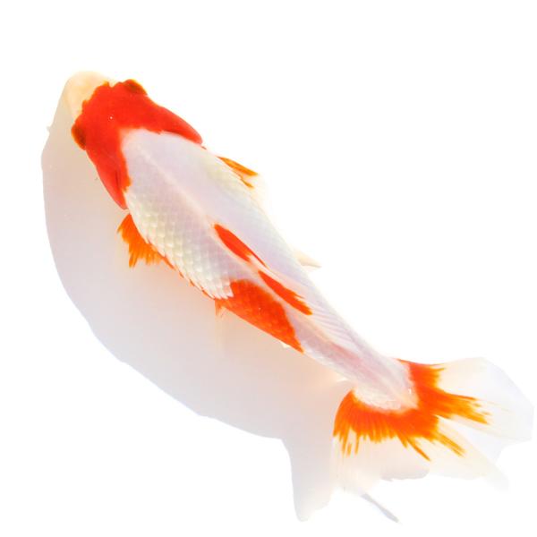 （国産金魚）一点物　更紗和金　荻野養魚場　１８ｃｍ±（１匹）