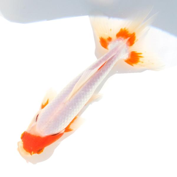 （国産金魚）一点物　更紗和金　荻野養魚場　１８ｃｍ±（１匹）