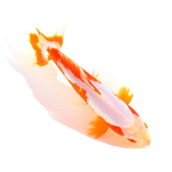 （国産金魚）一点物　更紗和金　荻野養魚場　１６ｃｍ±（１匹）