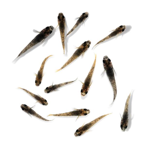 （めだか）無選別　和墨ブルーアイメダカ　稚魚（５匹）