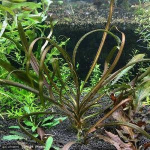 チャーム（charm） （水草）クリプトコリネ キー カプアス産（水中葉