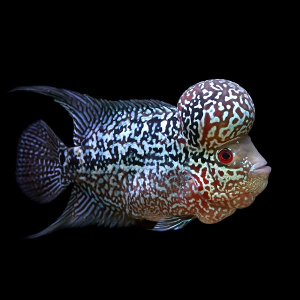 （熱帯魚）一点物　フラワーホーン　ビックヘッド（１匹）　北海道・九州航空便要保温