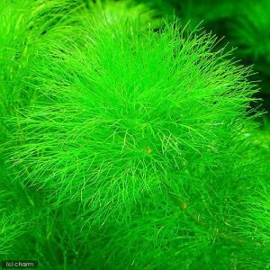 チャーム（ペット） （水草）ポゴステモン メンメン（水中葉）（無農薬