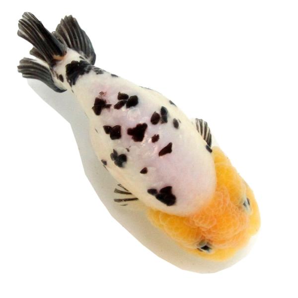 （金魚）一点物　白黒透明鱗らんちゅう　１１ｃｍ±（外国産）（１匹）　北海道・九州航空便要保温