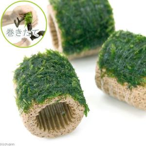 （水草）巻きたて　ライフマルチ（茶）ウィローモス（水中葉）（無農薬）（１個）