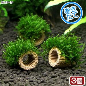 チャーム（charm） （水草）ホシクサsp．クチ（水中葉）（無農薬